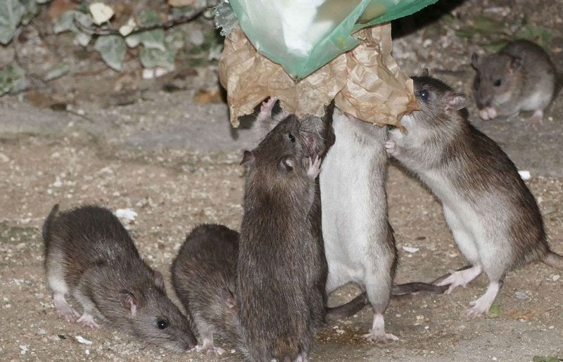 Invasion des rats dans la capitale